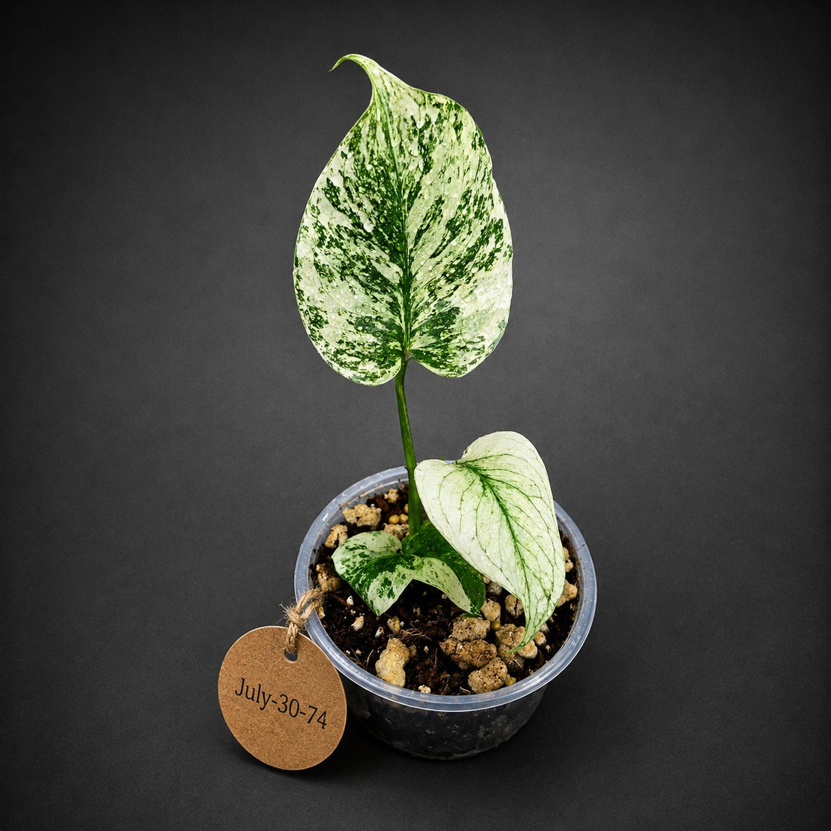 Variegated Monstera Deliciosa Mint - Rare Mint Monstera - (July-30-74)