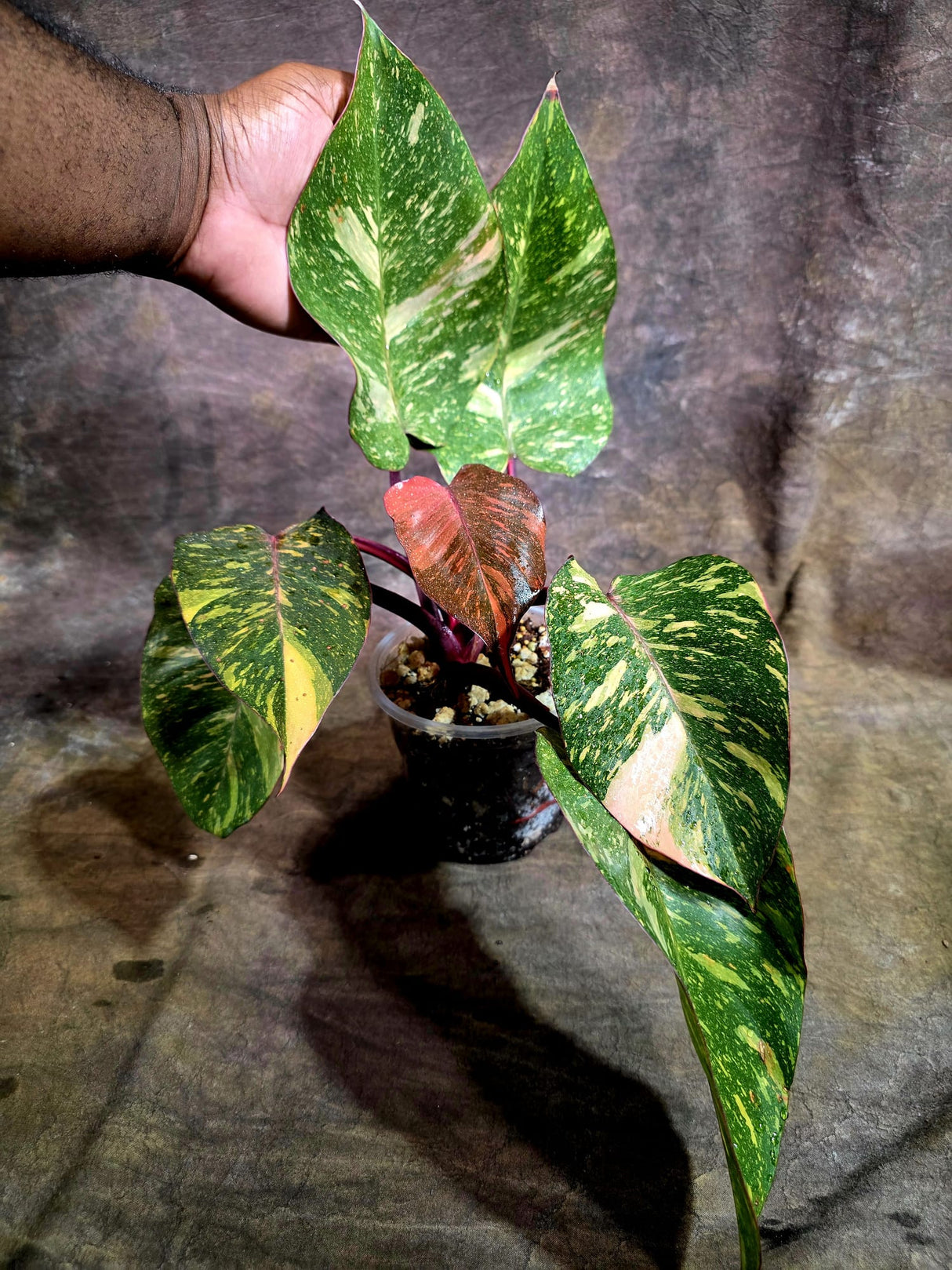 Philodendron Orange Princess - Rare Collector Plant (July-31-15)