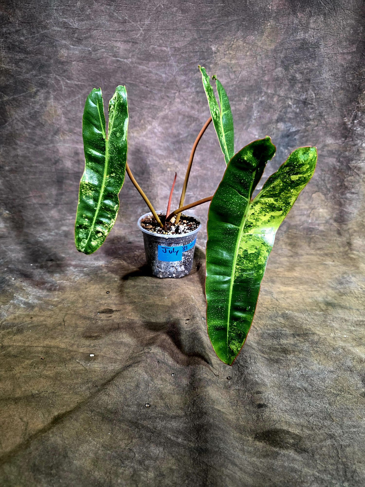 Super Rare Billietiae Variegated - Philodendron Variegated Billietiae Pot - (July-31-18)