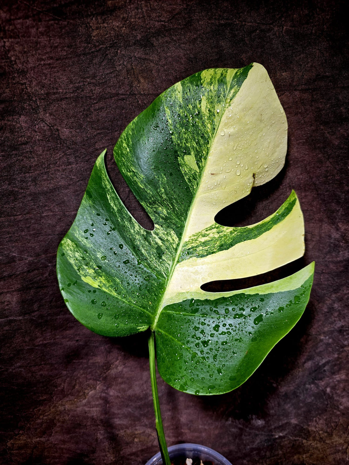 Monstera Aurea Variegated Borsigiana - Monstera Aurea - (July-31-19)