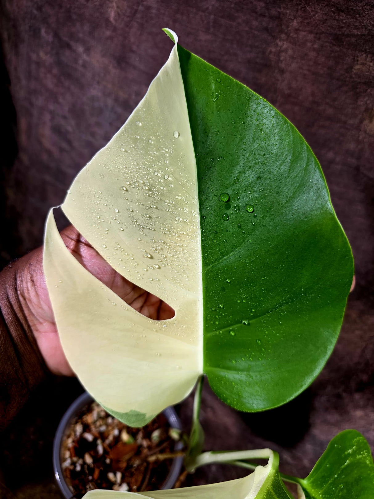 High Variegated Monstera Albo - Rare EXACT Plant - (July-31-20)
