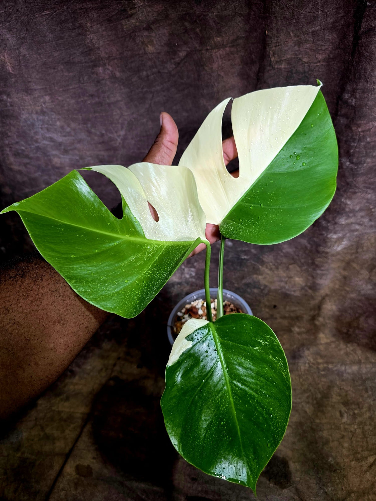 High Variegated Monstera Albo - Rare EXACT Plant - (July-31-20)