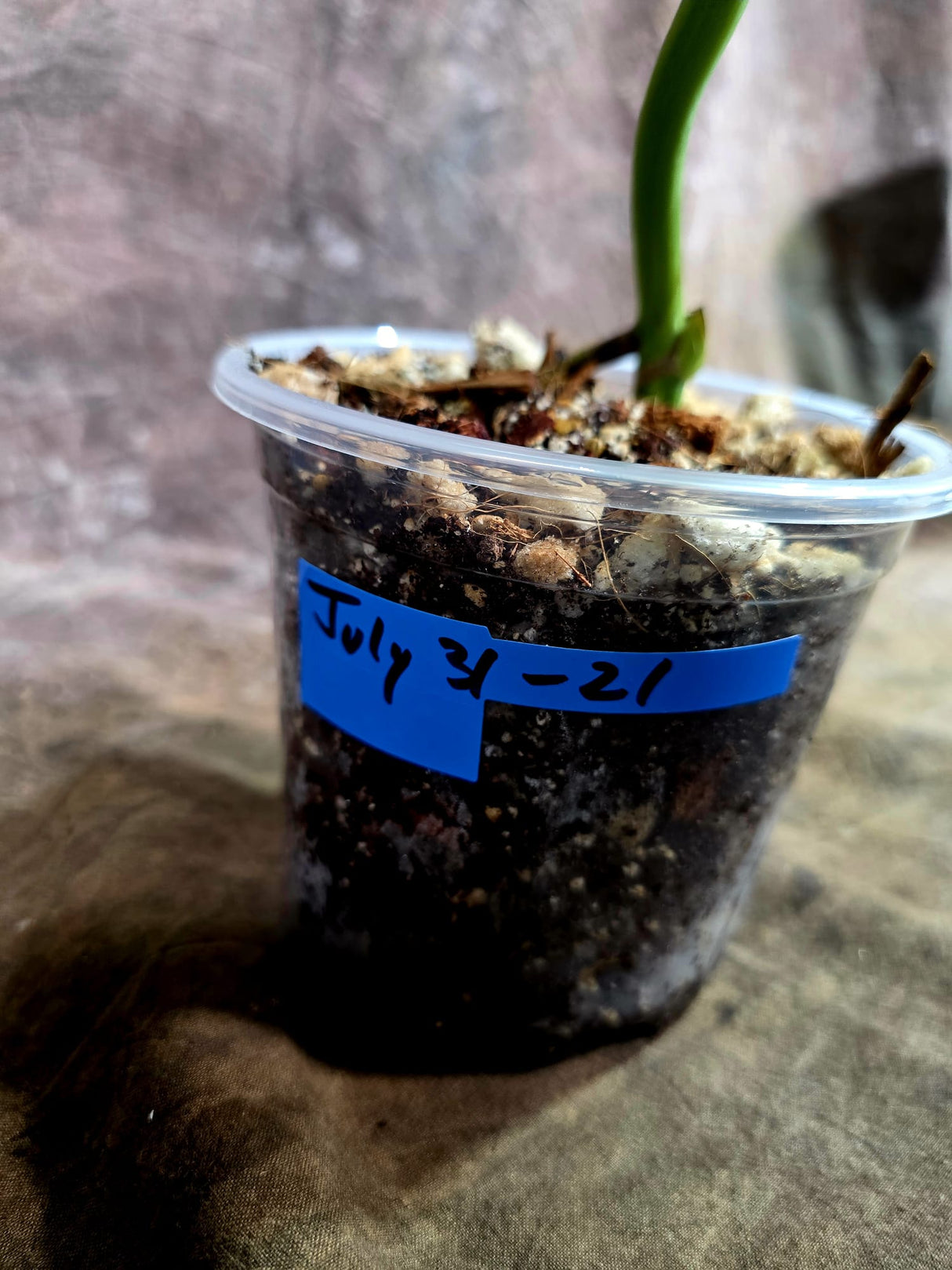 Monstera Aurea Variegated Borsigiana - Monstera Aurea - (July-31-21)