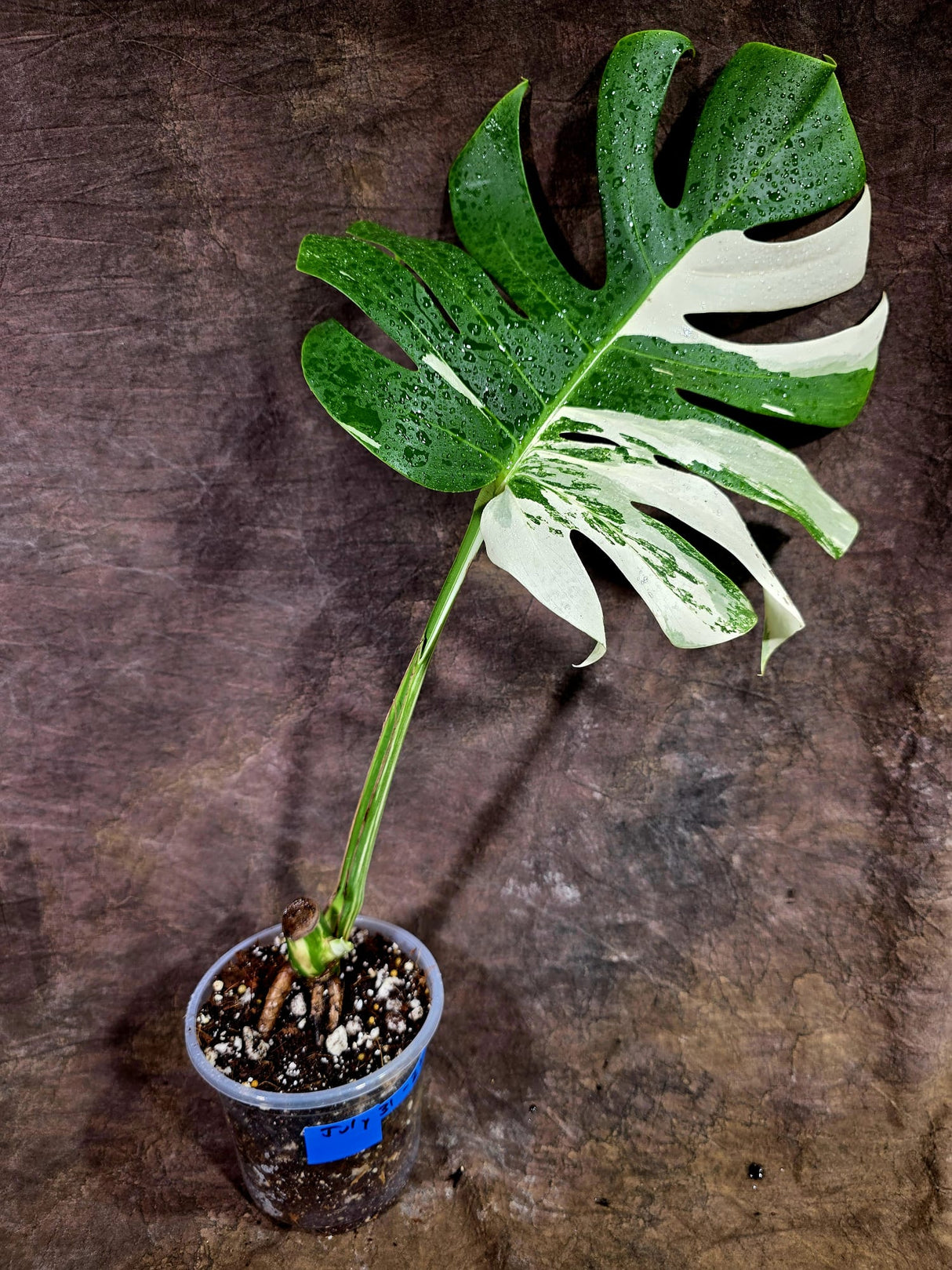 High Variegated Monstera Albo - Rare EXACT Plant - (July-31-22)