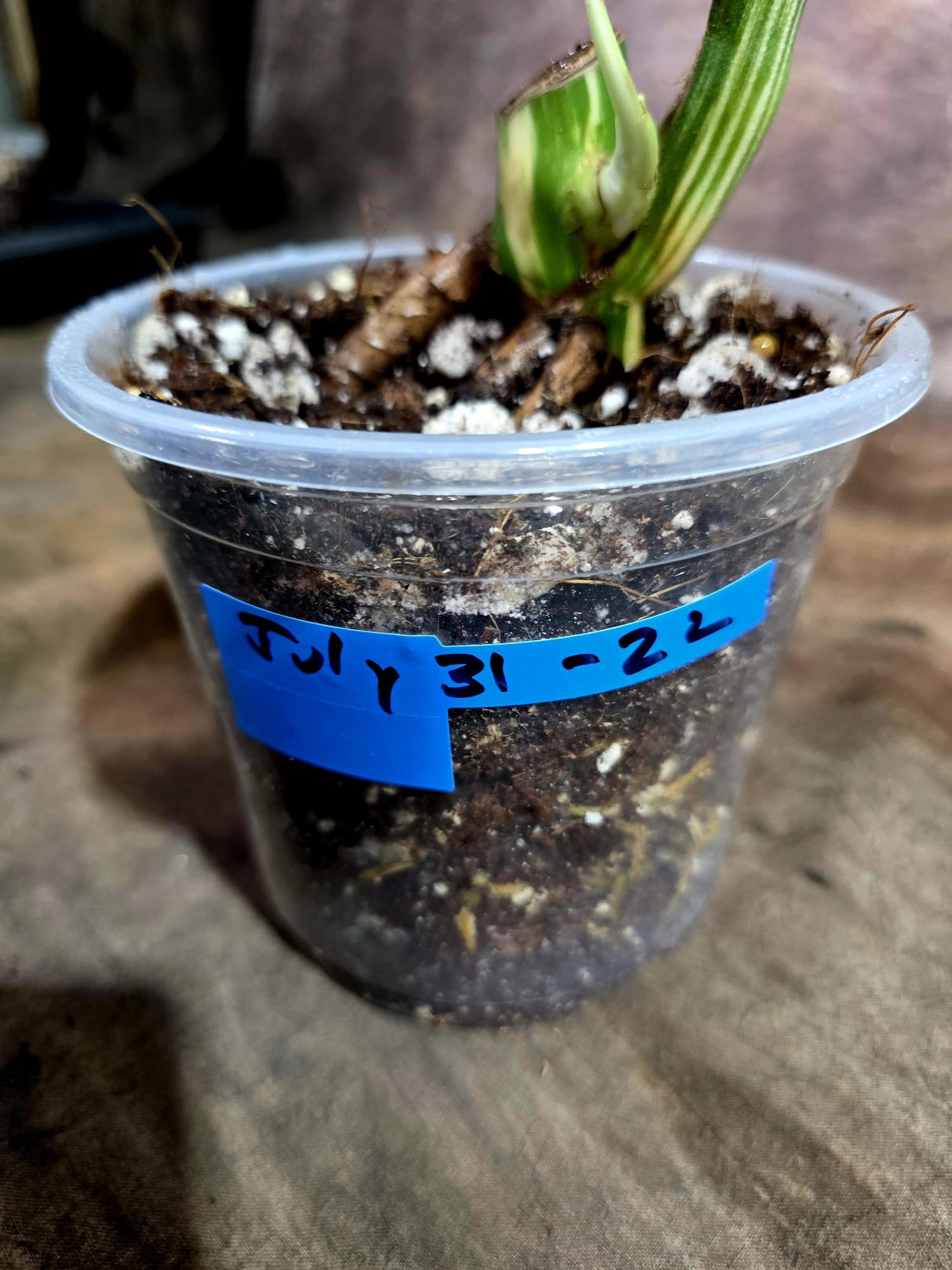 High Variegated Monstera Albo - Rare EXACT Plant - (July-31-22)