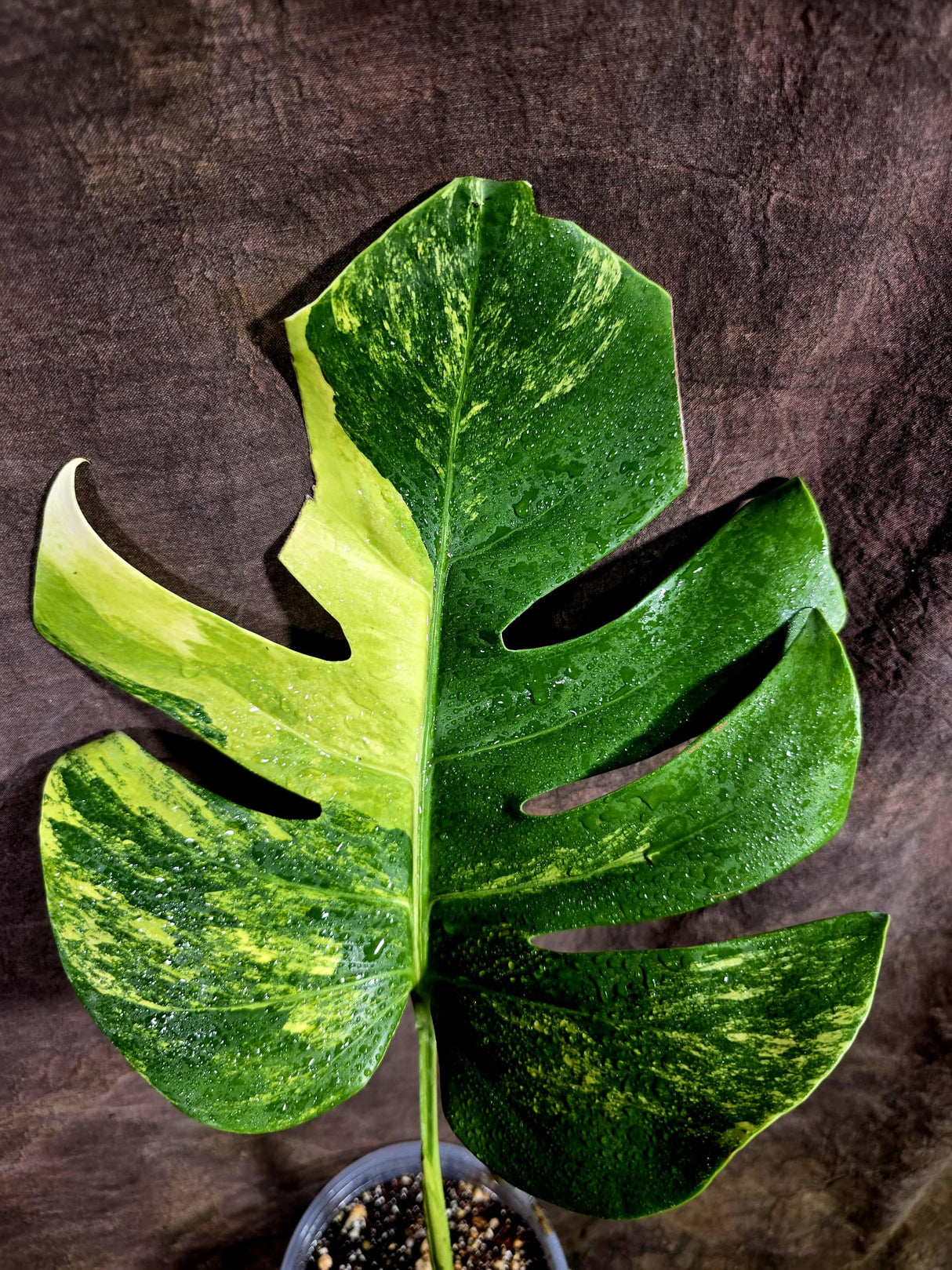 Monstera Aurea Variegated Borsigiana - Monstera Aurea - (July-31-23)