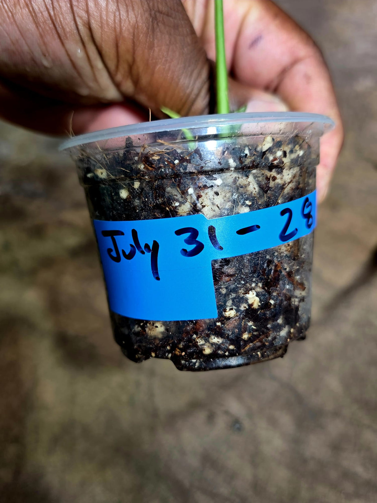 Rare Variegated Golden Flame Epipremnum Pinnatum – Exact Plant – (July-31-28)