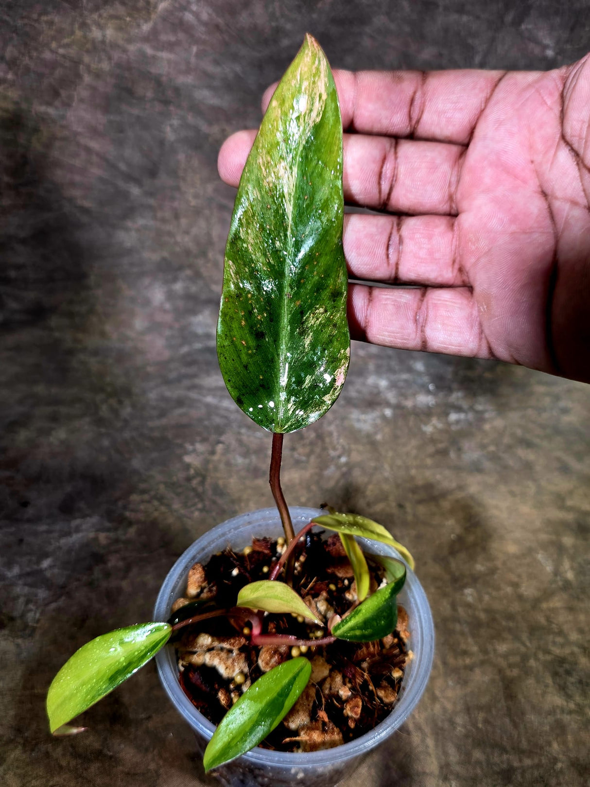 Variegated Philodendron Strawberry Shake - EXACT Plant - (July-31-29)