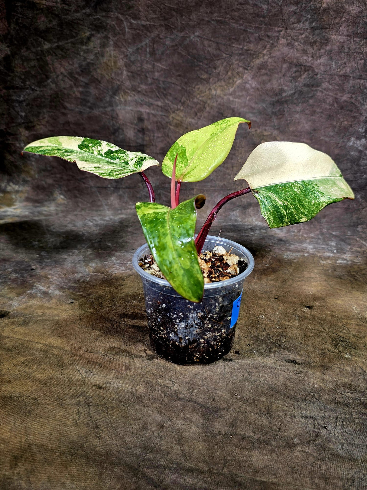 Variegated Philodendron Strawberry Shake - EXACT Plant - (July-31-35)