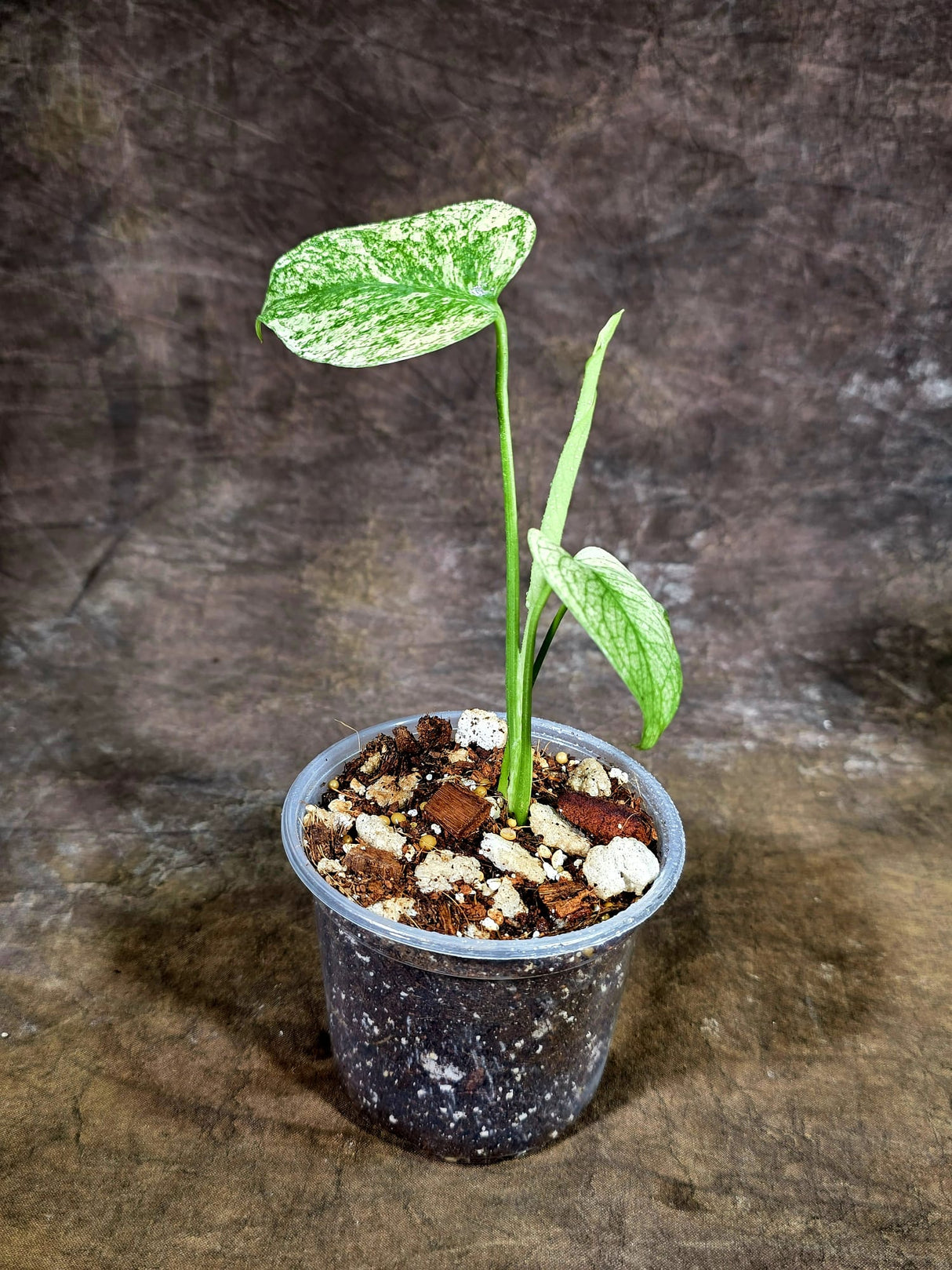 Monstera Deliciosa White Monster - Rare Monstera Beauty - (July-31-37)
