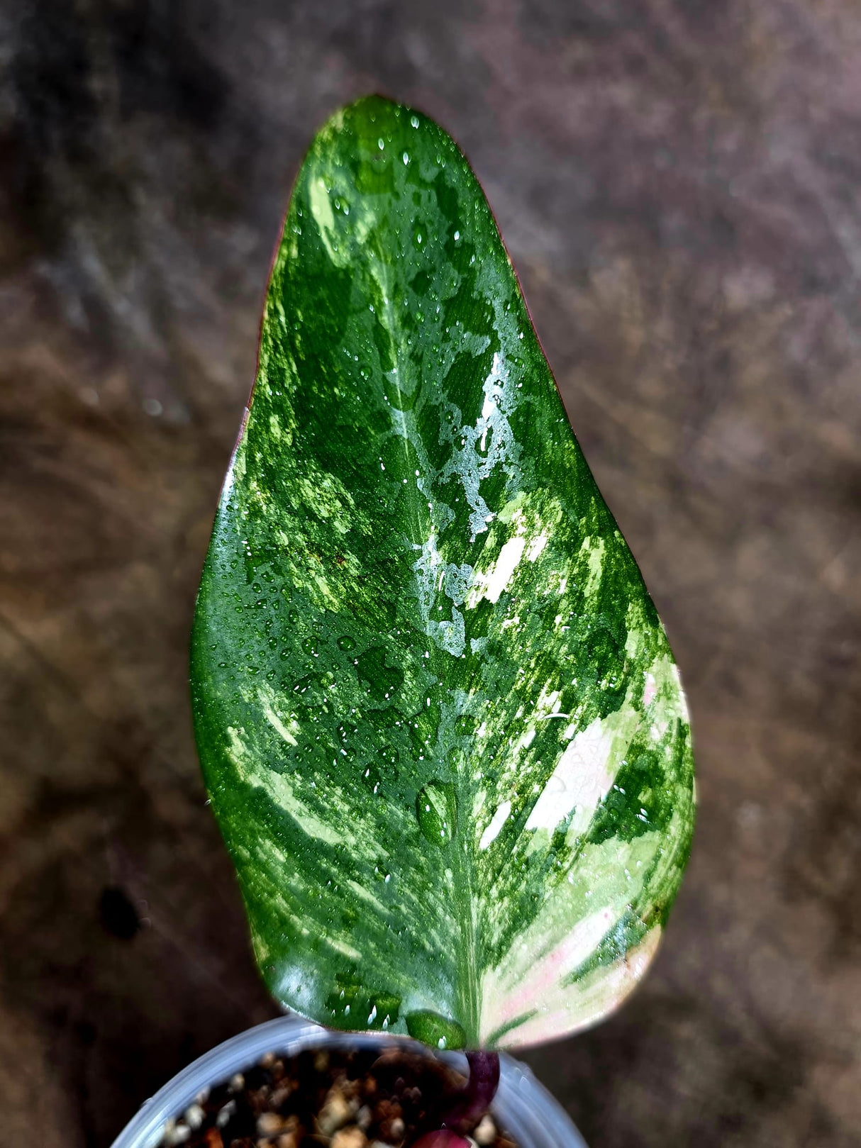 Variegated Philodendron Strawberry Shake - EXACT Plant - (July-31-40)