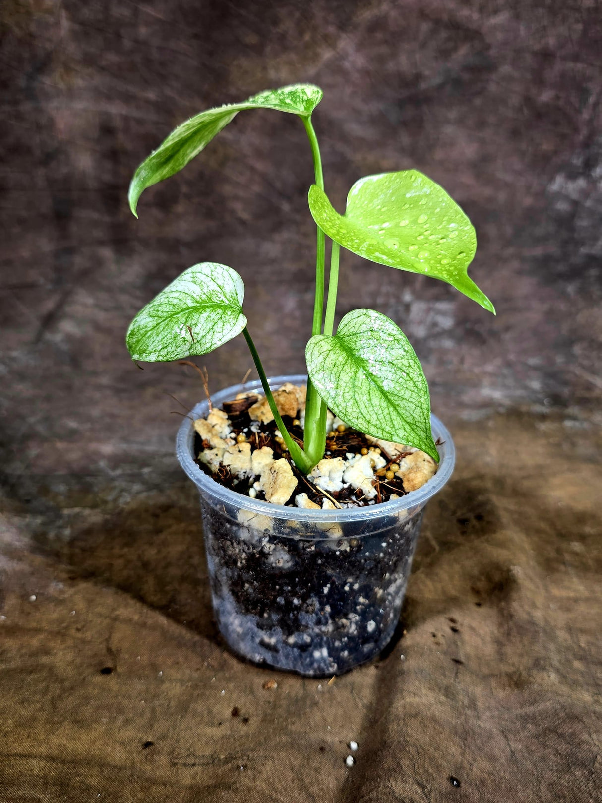 Monstera Deliciosa White Monster - Rare Monstera Beauty - (July-31-43)