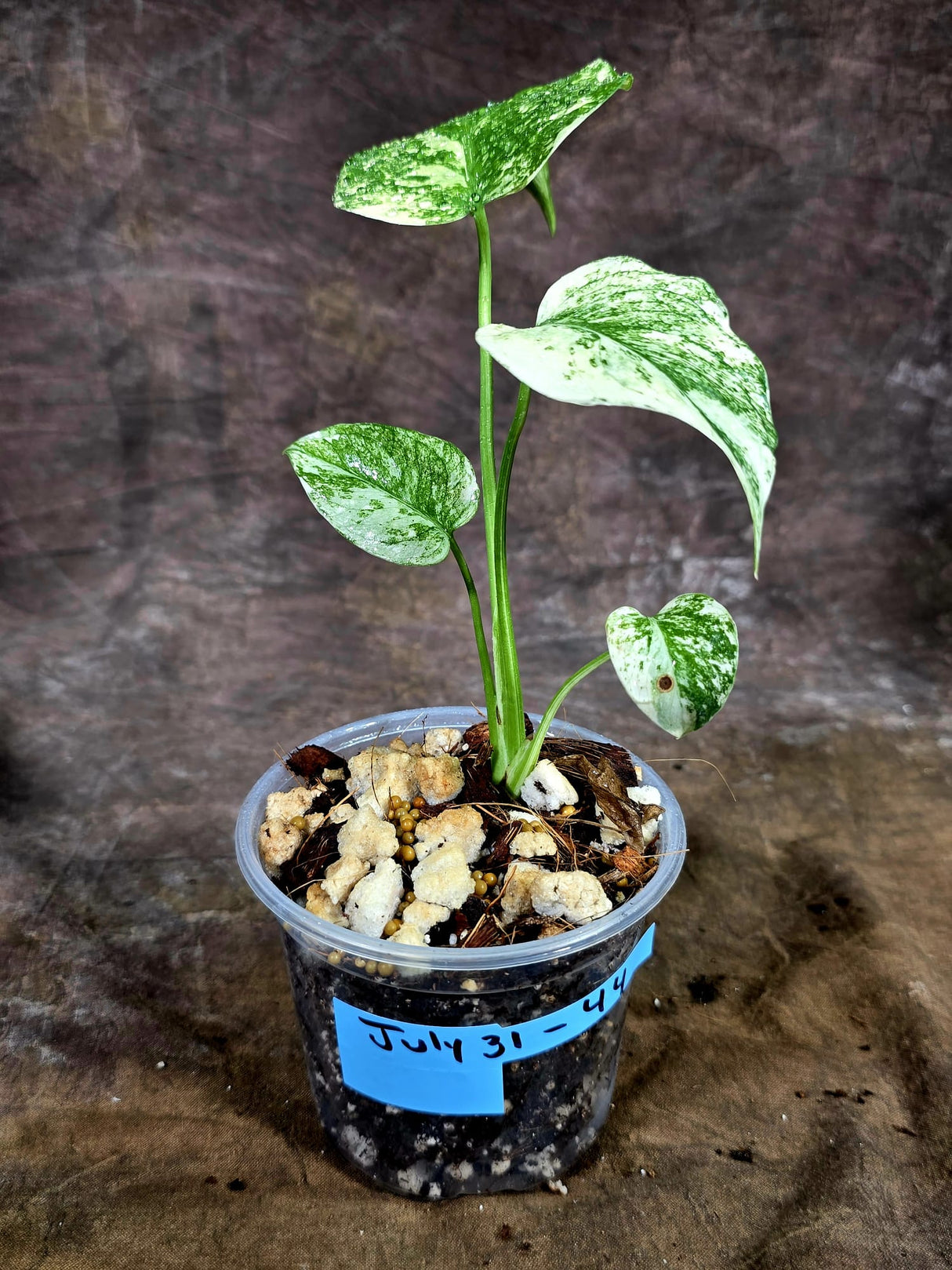 Variegated Monstera Deliciosa Mint - Exact Mint Monstera - (July-31-44)