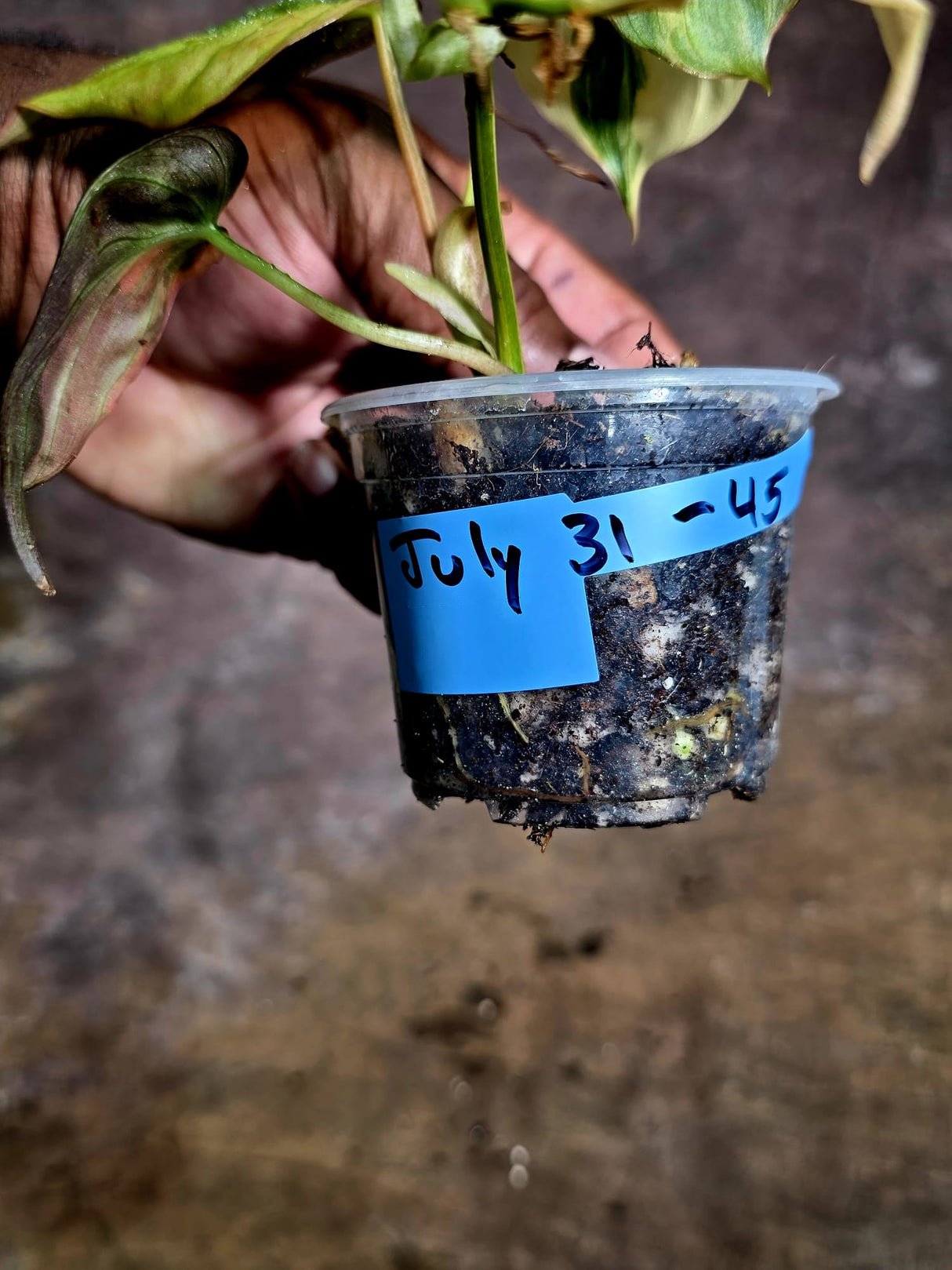 Variegated Philodendron Mican Aurea - (July-31-45)