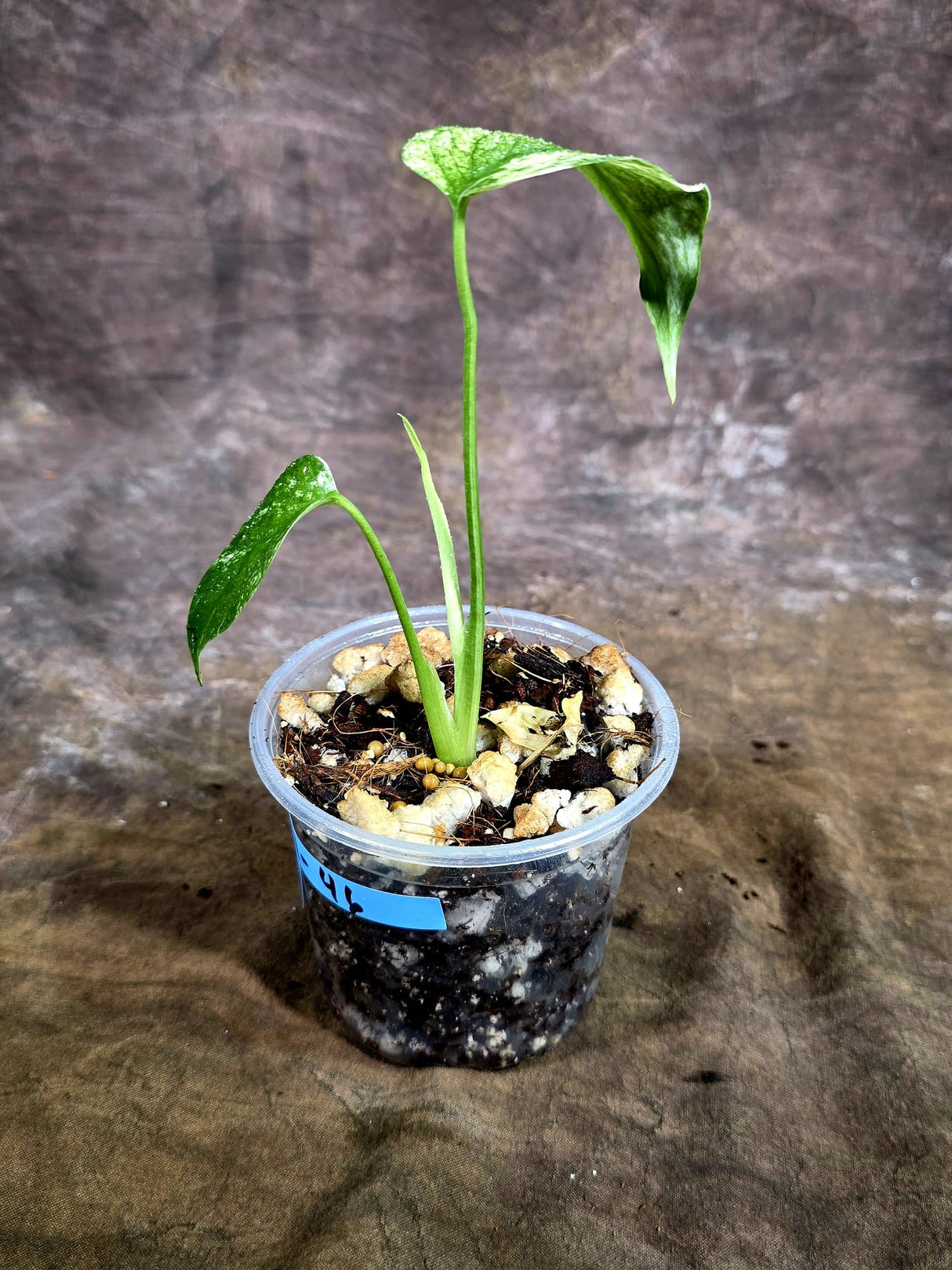 Monstera Deliciosa White Monster - Rare Monstera Beauty - (July-31-46)
