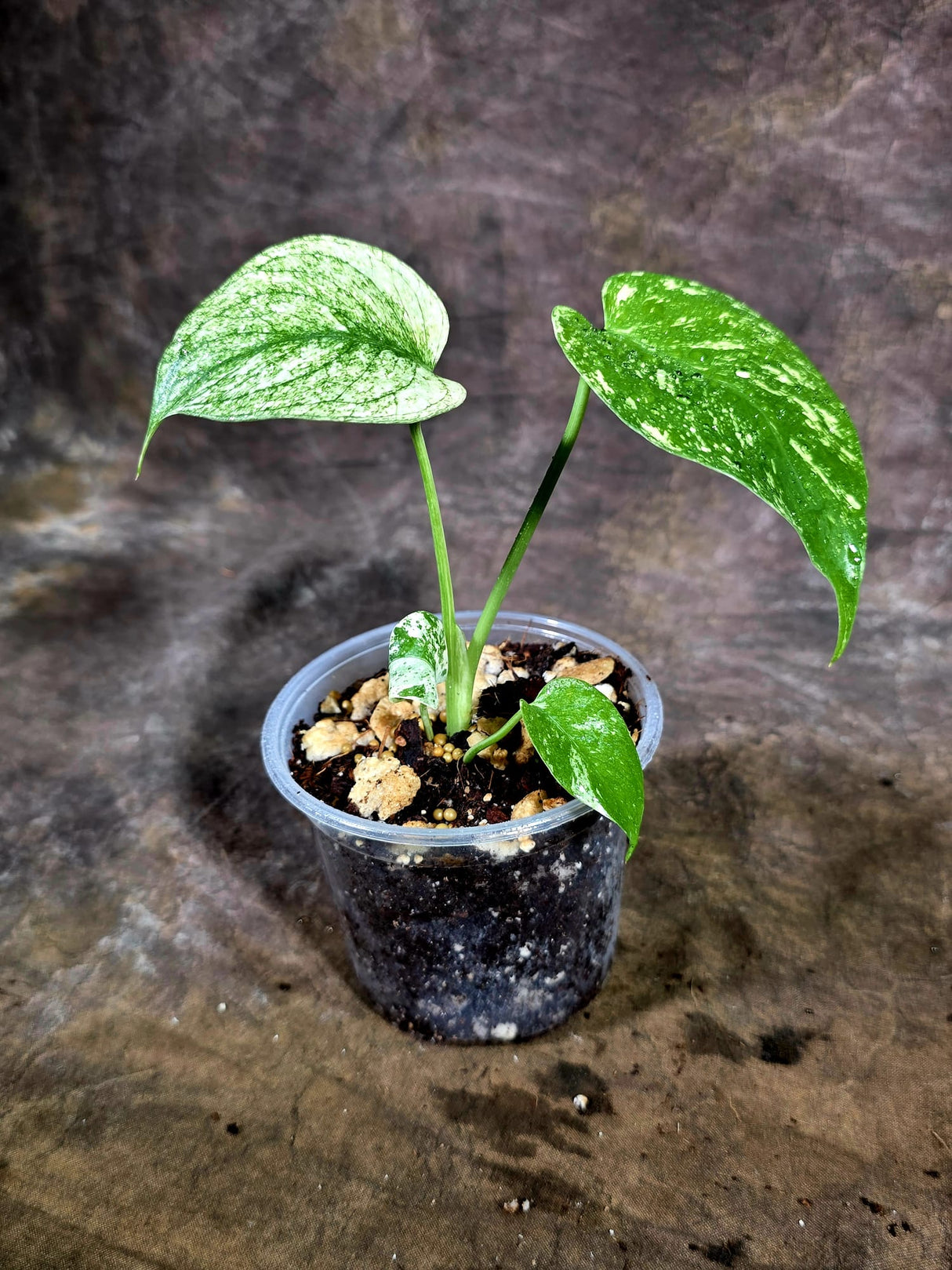 Monstera Deliciosa White Monster - Rare Monstera Beauty - (July-31-47)