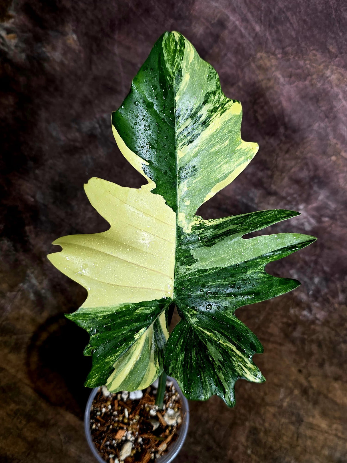 Variegated Philodendron Florida Beauty x Mayoi - (July-31-50)
