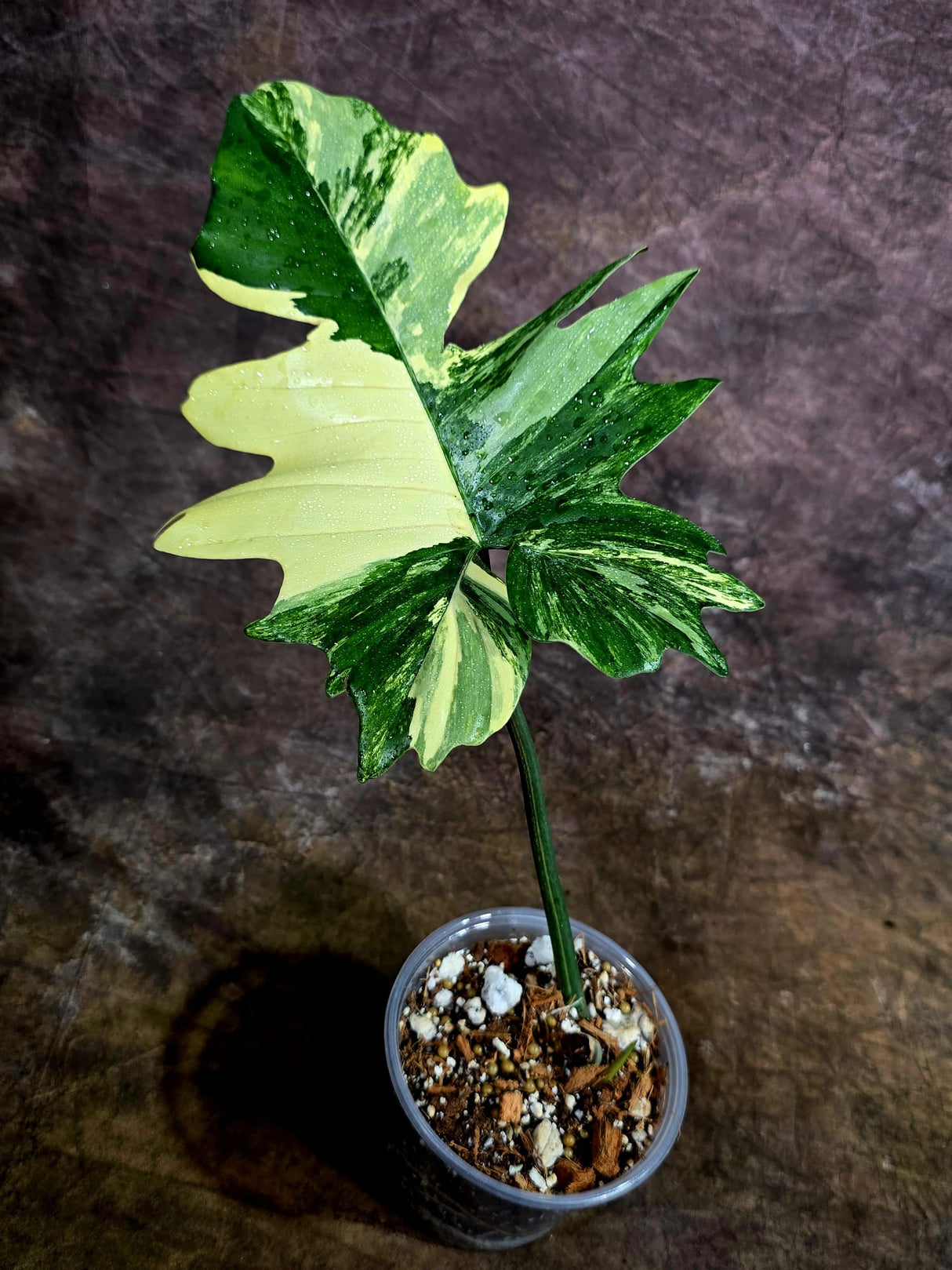 Variegated Philodendron Florida Beauty x Mayoi - (July-31-50)
