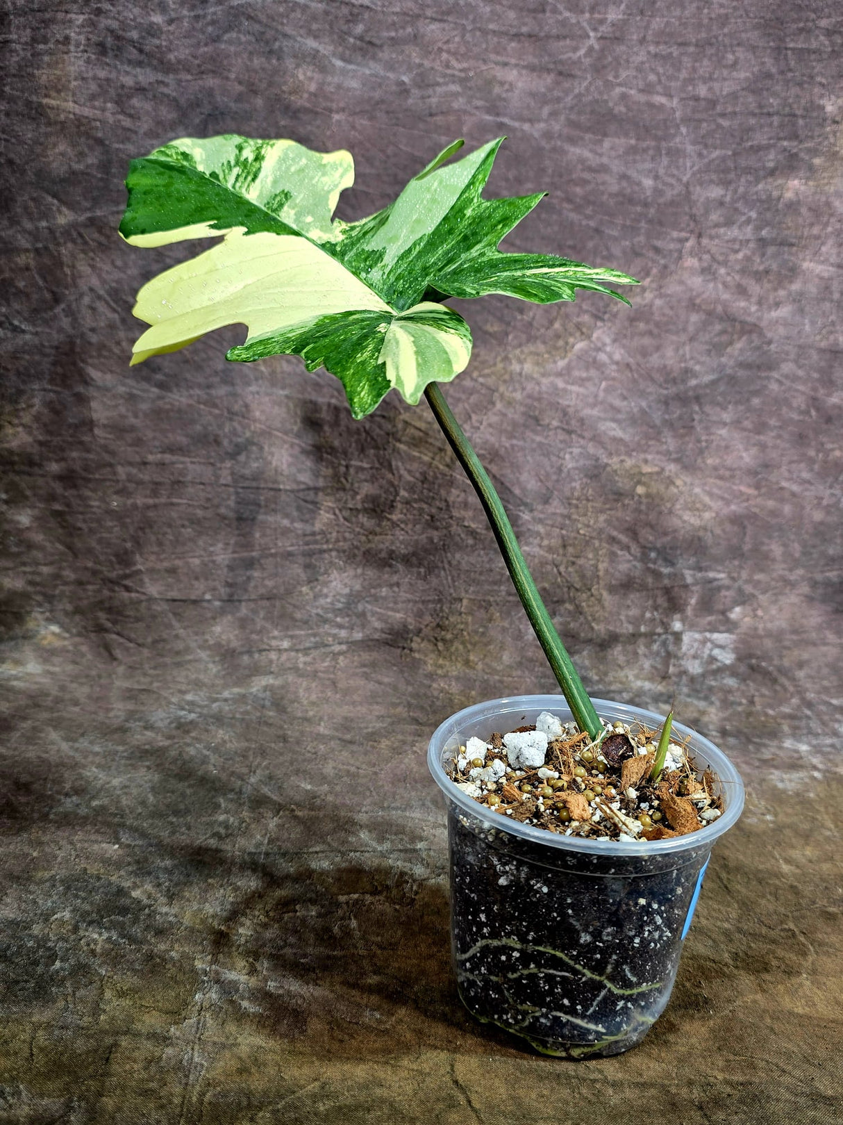 Variegated Philodendron Florida Beauty x Mayoi - (July-31-50)