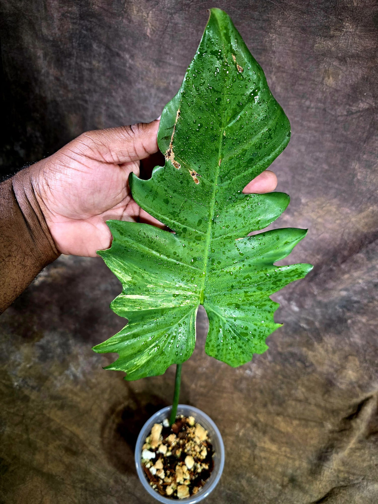 Variegated Philodendron Florida Beauty x Mayoi - (July-31-48)