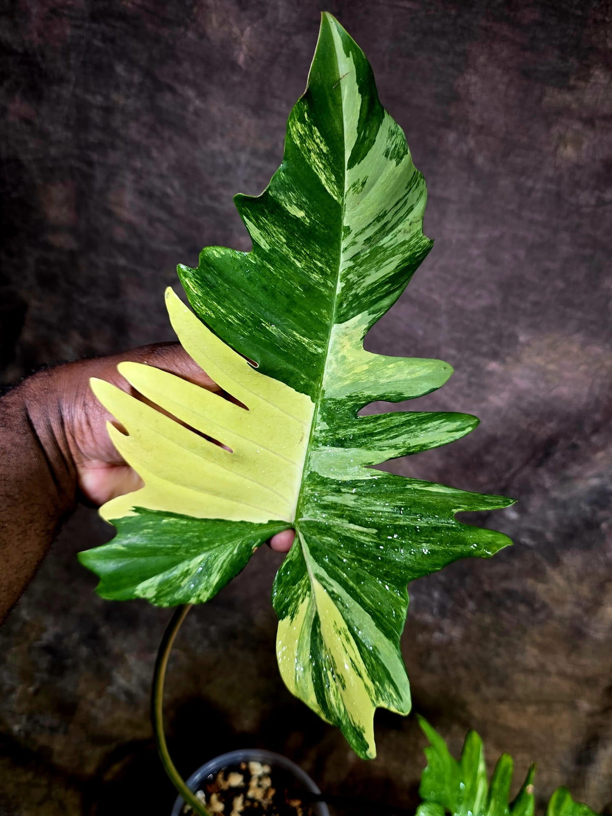 Variegated Philodendron Florida Beauty x Mayoi - (July-31-49)
