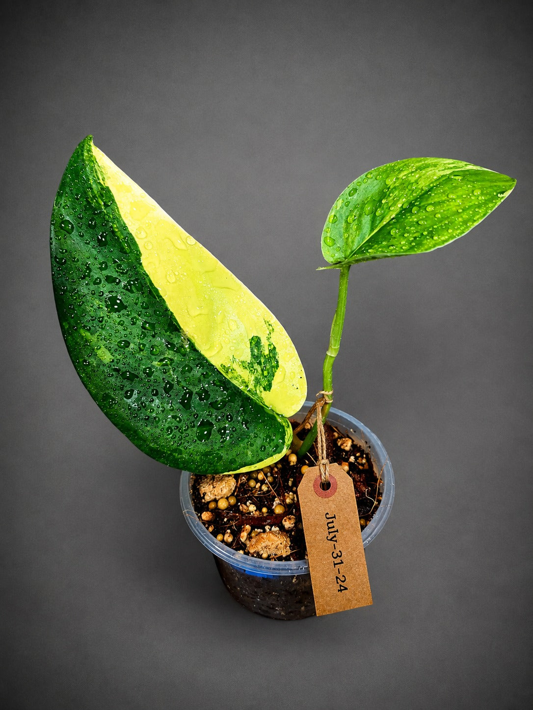 Scindapsus Jade Satin Variegated - Yellow Variegation - (July-31-24)