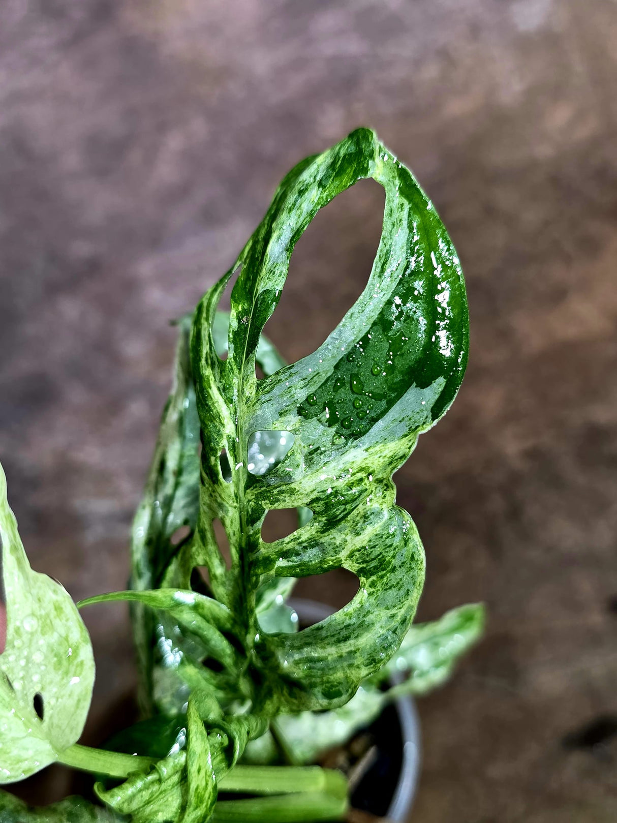 Monstera Adansonii Mottled - Rare Variegated Swiss Cheese Plant - (Aug-4-65)