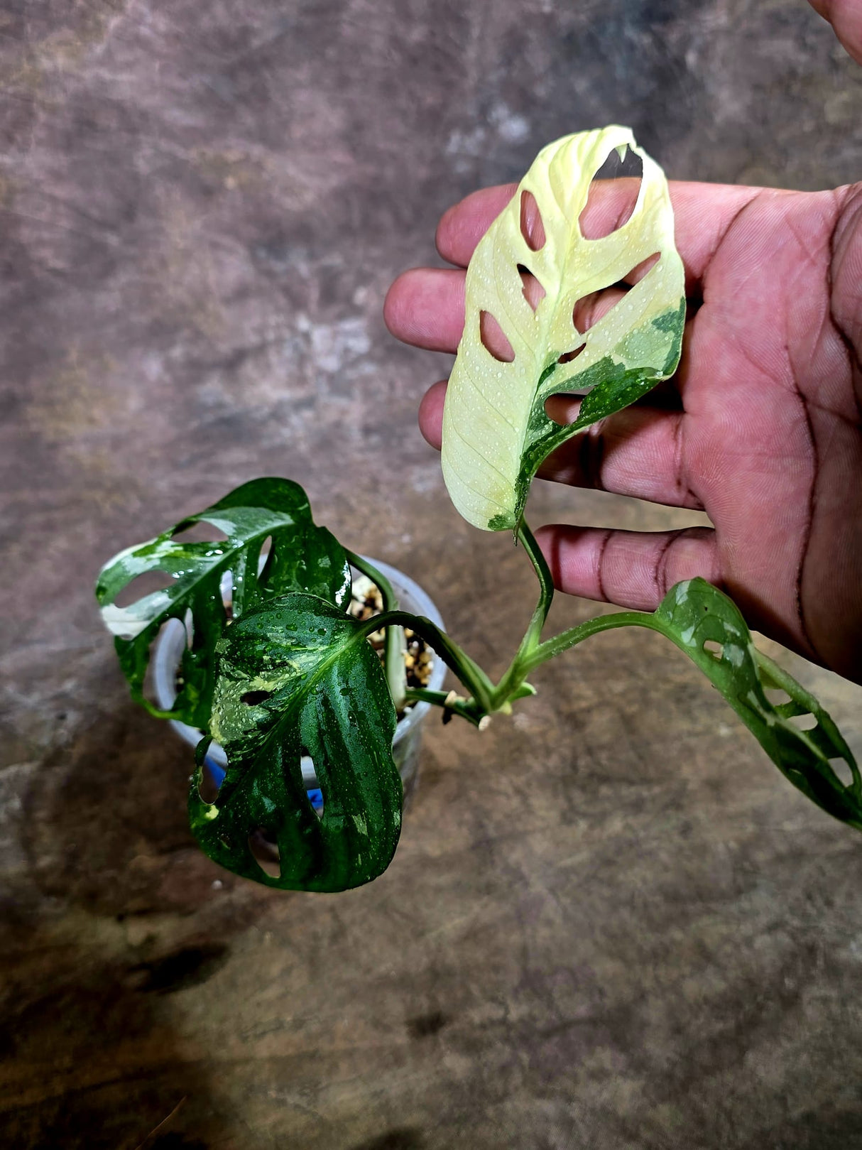 Variegated Monstera Adansonii Albo Live Plant -(Aug-4-66)