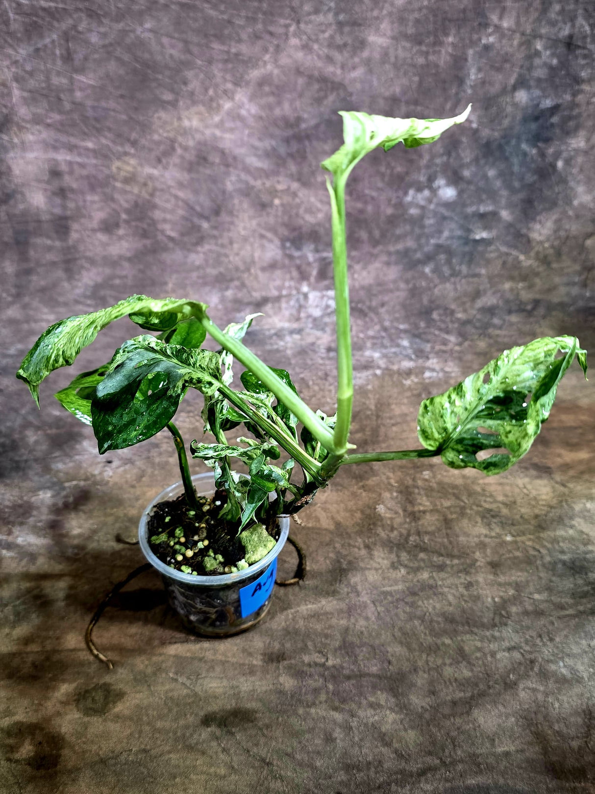 Monstera Adansonii Mottled - Rare Variegated Swiss Cheese Plant - (Aug-4-67)