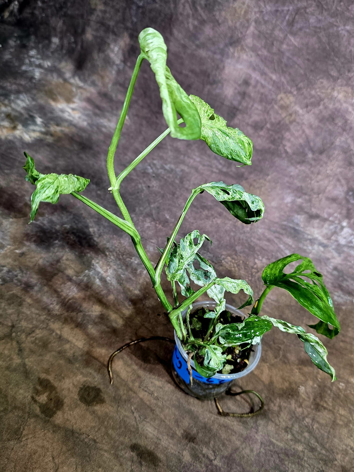 Monstera Adansonii Mottled - Rare Variegated Swiss Cheese Plant - (Aug-4-67)
