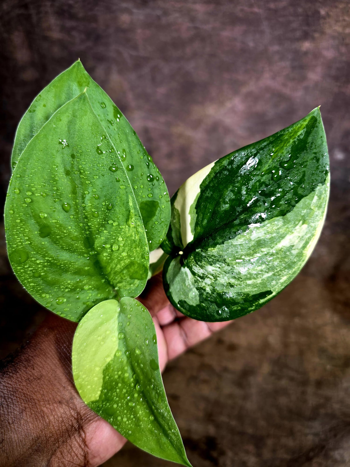 Scindapsus Jade Satin Variegated - Yellow Variegation - (Aug-4-70)
