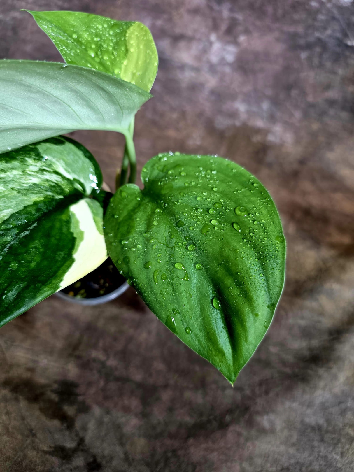 Scindapsus Jade Satin Variegated - Yellow Variegation - (Aug-4-70)