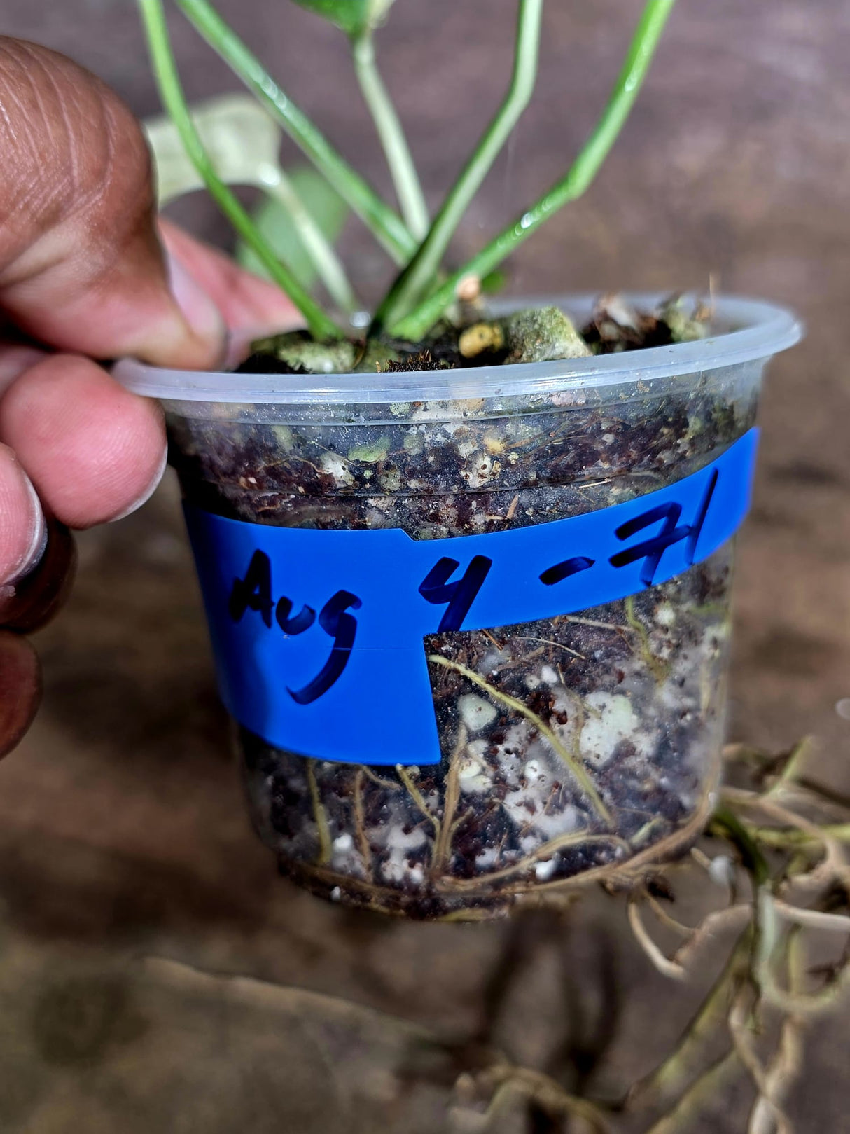 Epipremnum Pinnatum Albo Variegated - Climbing Aroid - (Aug-4-71)