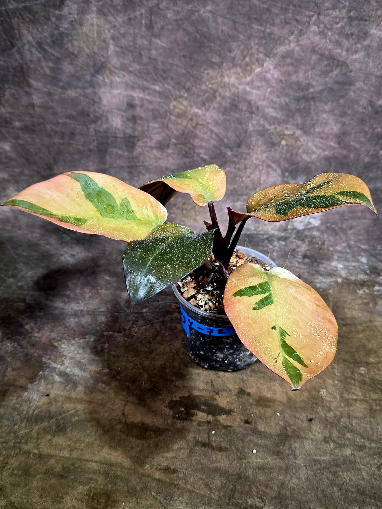 Variegated Black Cardinal Philodendron - Exact Plant - (Aug-4-72)