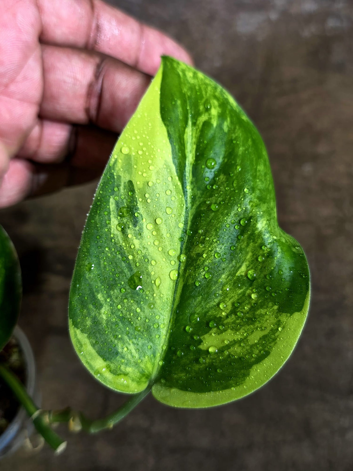 Scindapsus Jade Satin Variegated - Yellow Variegation - (Aug-4-73)