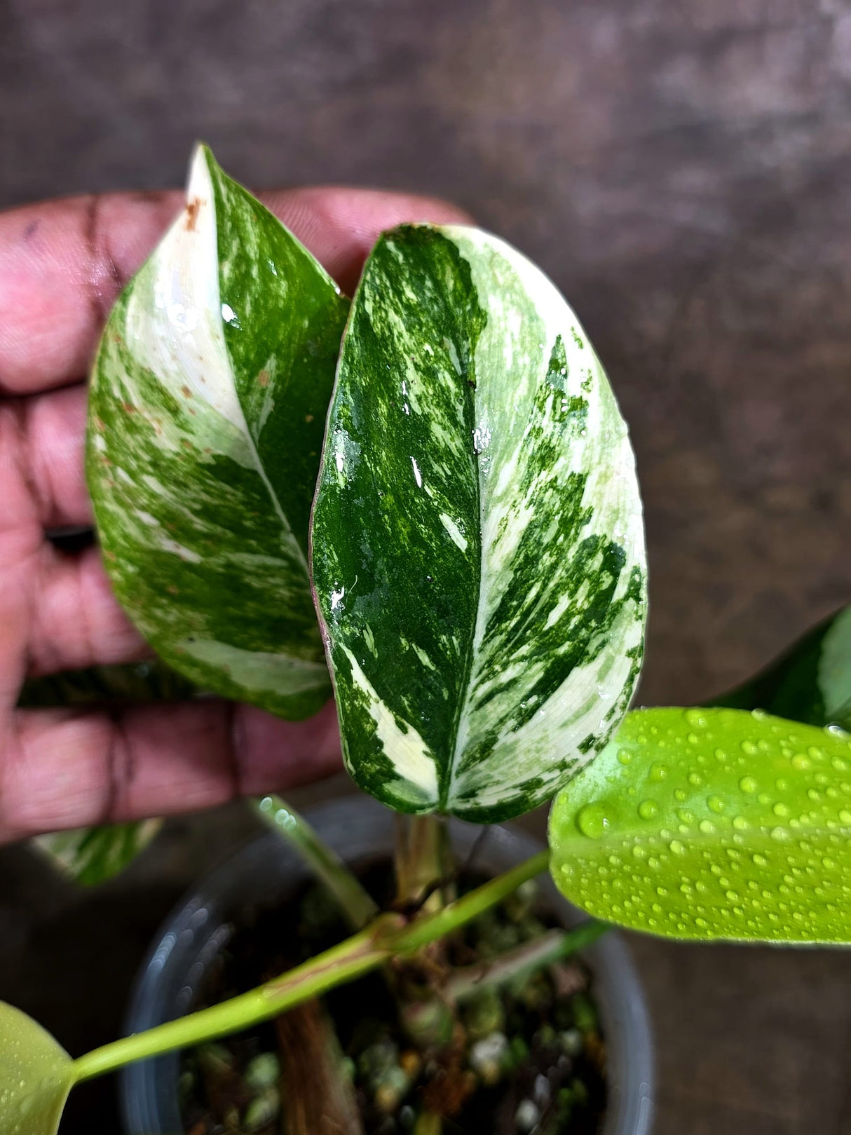Variegated Philodendron White Princess Tricolor - Exact Plant - (Aug-4-74)