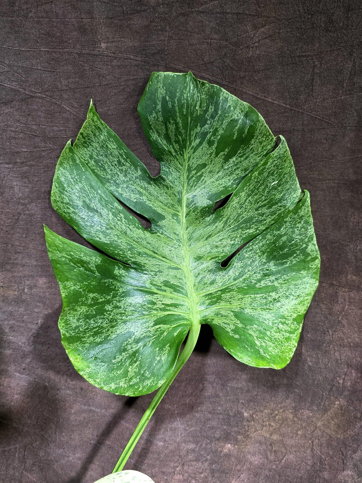 Rare Monstera Bulbasaur Variegated - Exact Plant - (Aug-4-78)