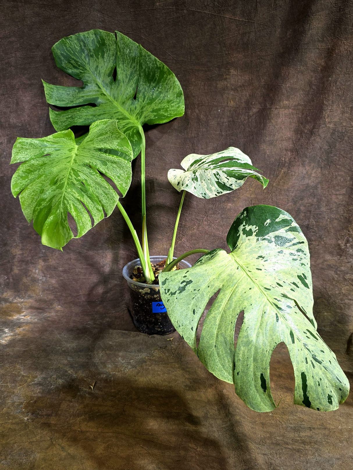 Rare Monstera Bulbasaur Variegated - Exact Plant - (Aug-4-78)