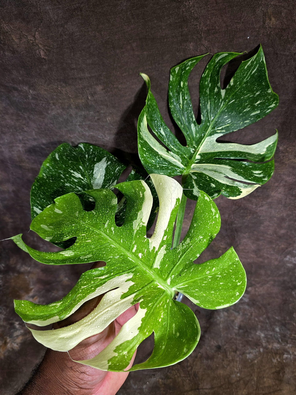 Monstera Deliciosa Medusa Variegated - Rare Exact Plant (Aug-4-80)