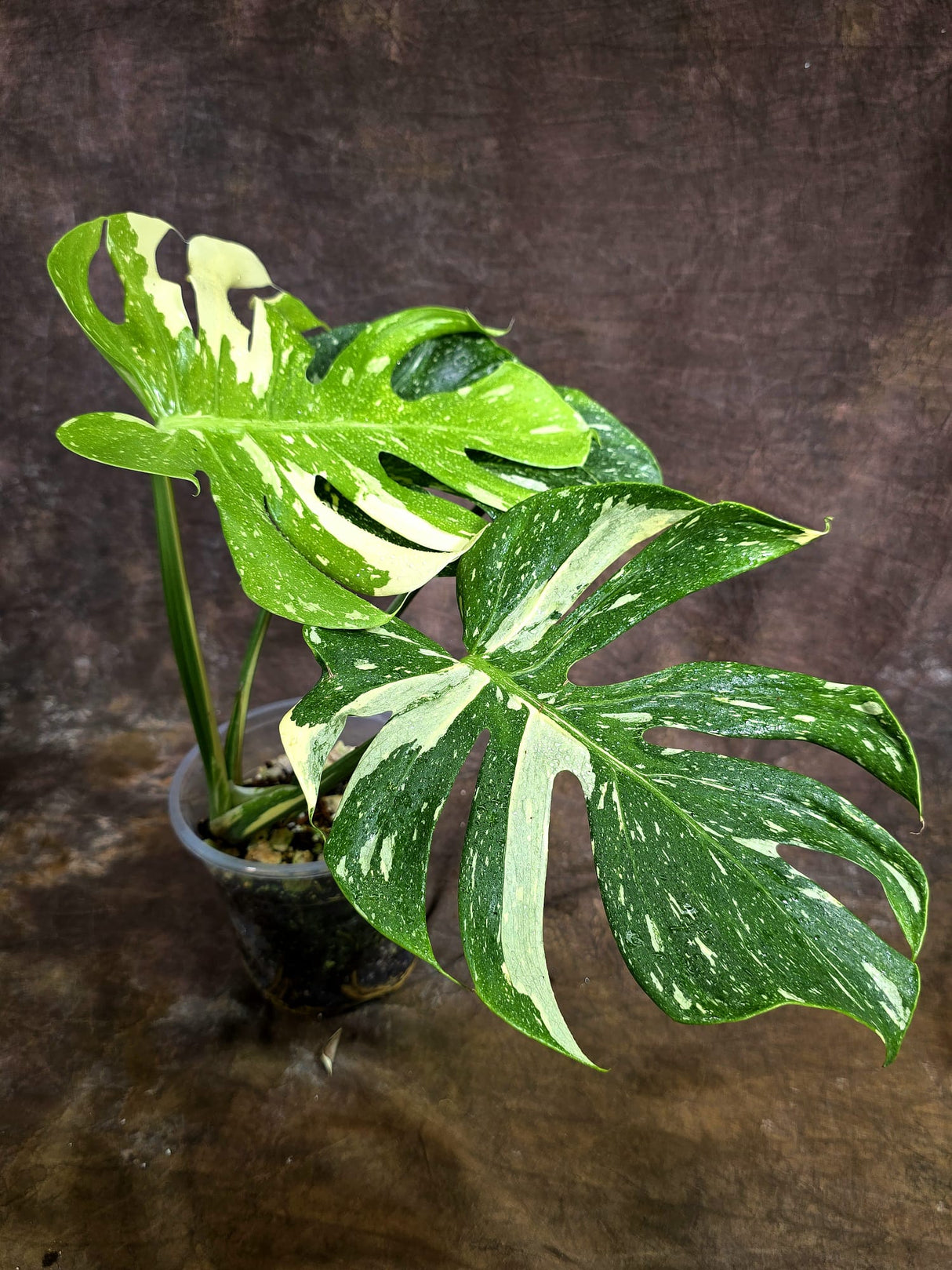 Monstera Deliciosa Medusa Variegated - Rare Exact Plant (Aug-4-80)