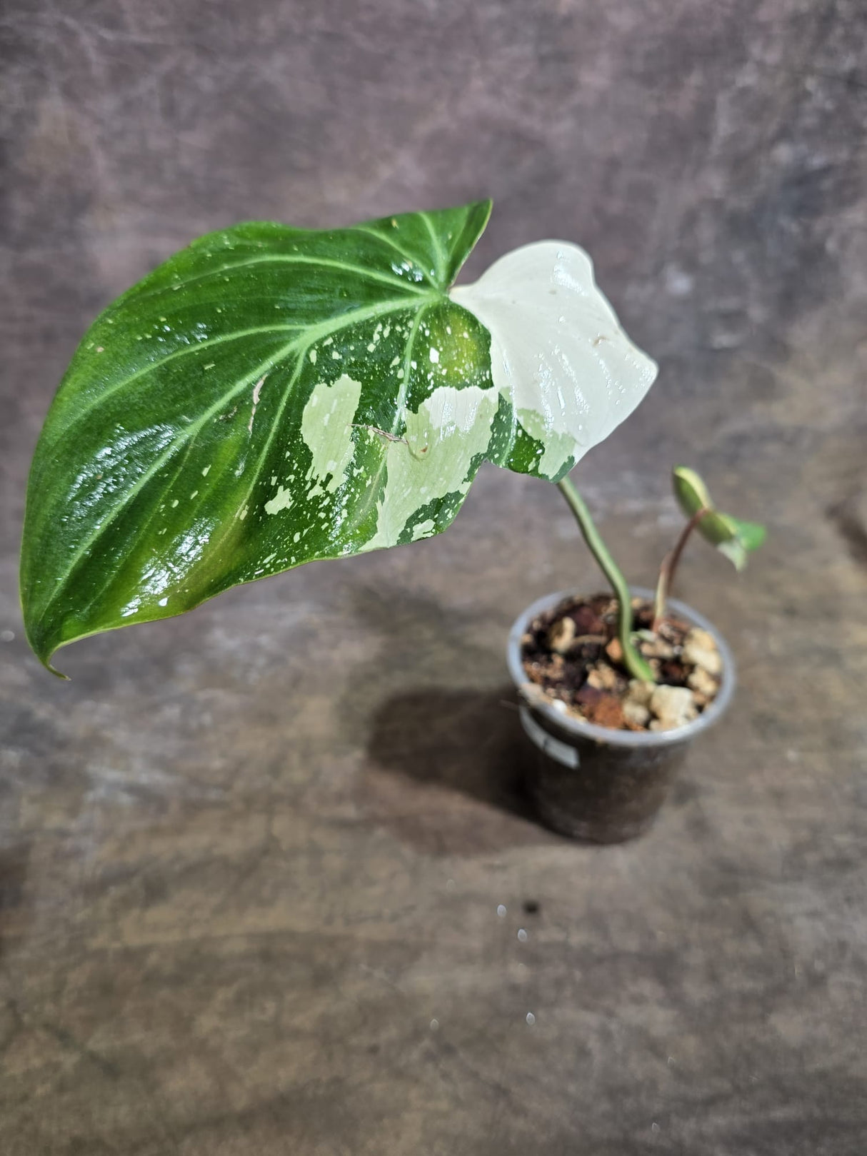 Philodendron Gloriosum Tricolor Variegated - Rare Exact Plant - (Aug-5-1)