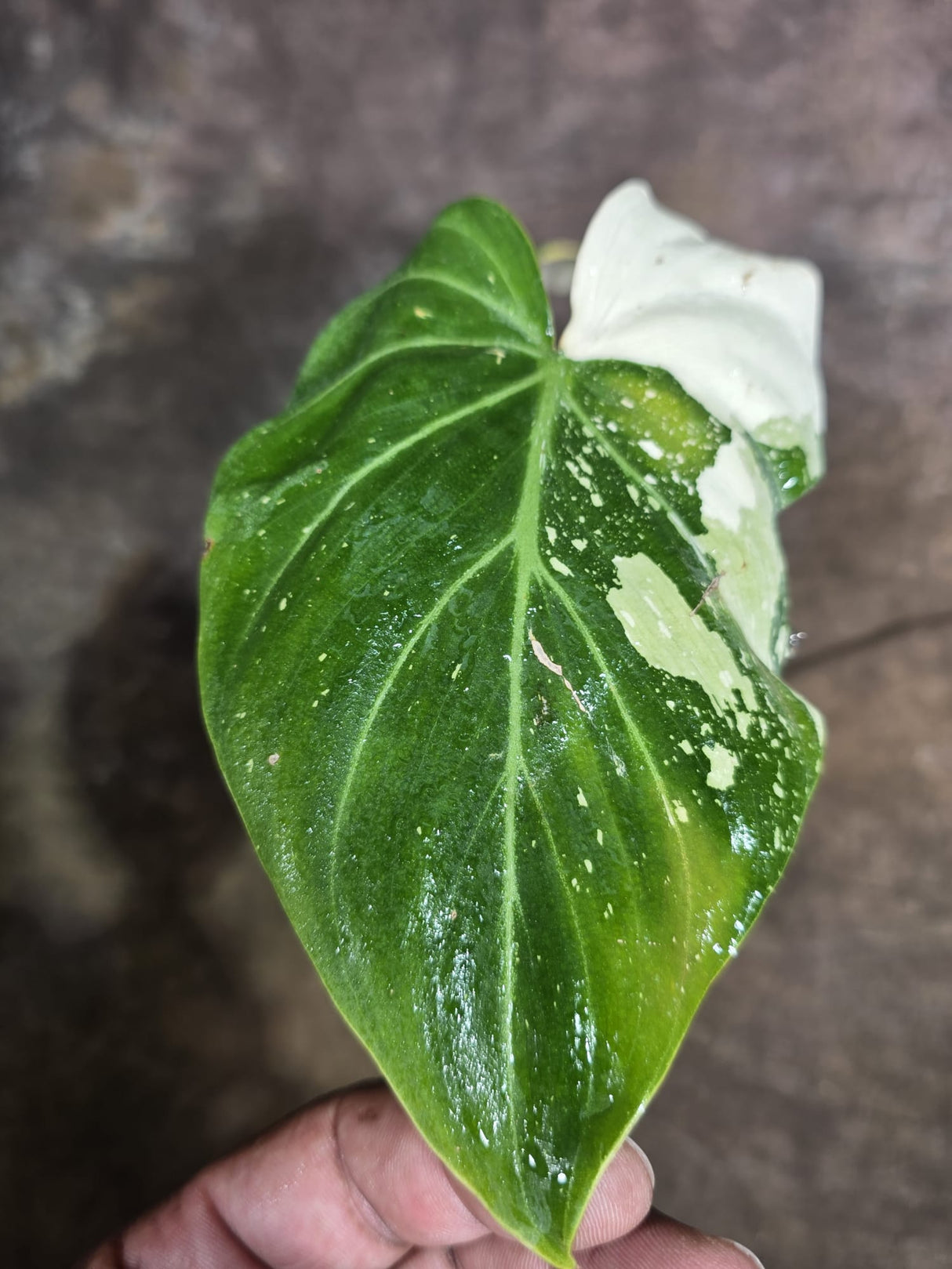 Philodendron Gloriosum Tricolor Variegated - Rare Exact Plant - (Aug-5-1)