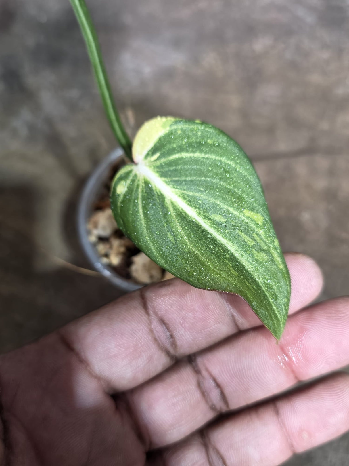 Philodendron Gloriosum Tricolor Variegated - Rare Exact Plant - (Aug-5-1)