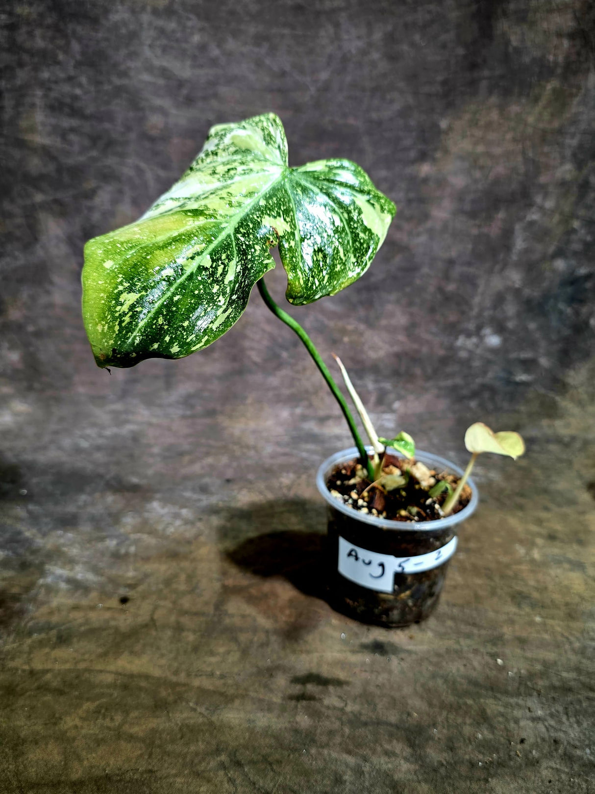 Philodendron Gloriosum Tricolor Variegated - Rare Exact Plant - (Aug-5-2)