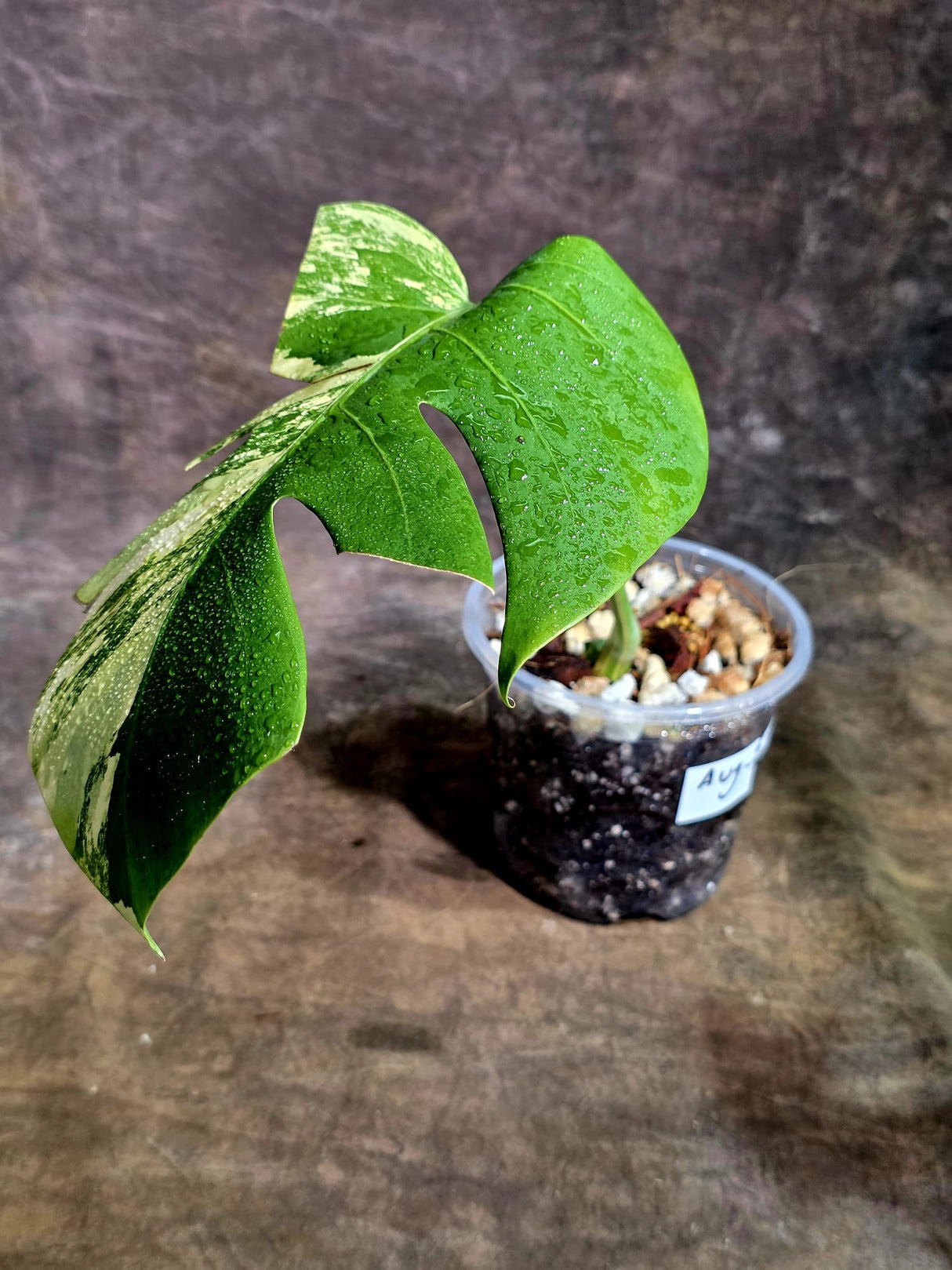 Monstera Borsigiana Aurea Variegated - Rare Exact Plant - (Aug-5-22)