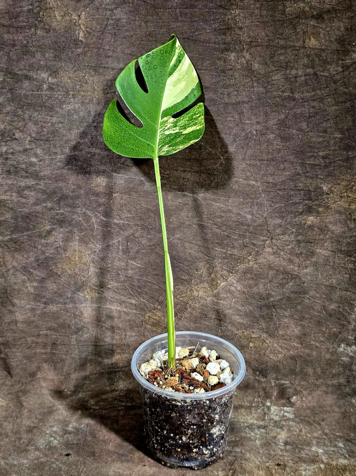Monstera Borsigiana Aurea Variegated - Rare Exact Plant - (Aug-5-24)