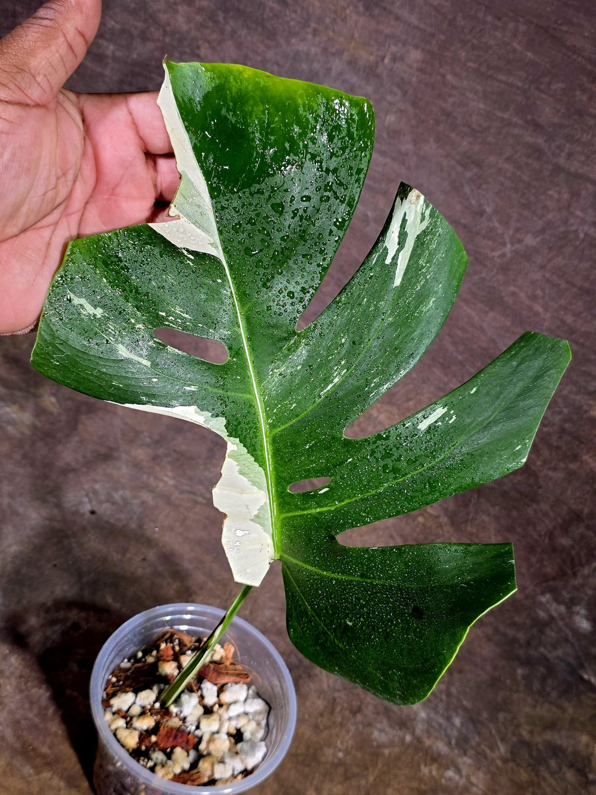 Rare Monstera Albo Borsigiana – Single Leaf – EXACT Plant (Aug-5-27)