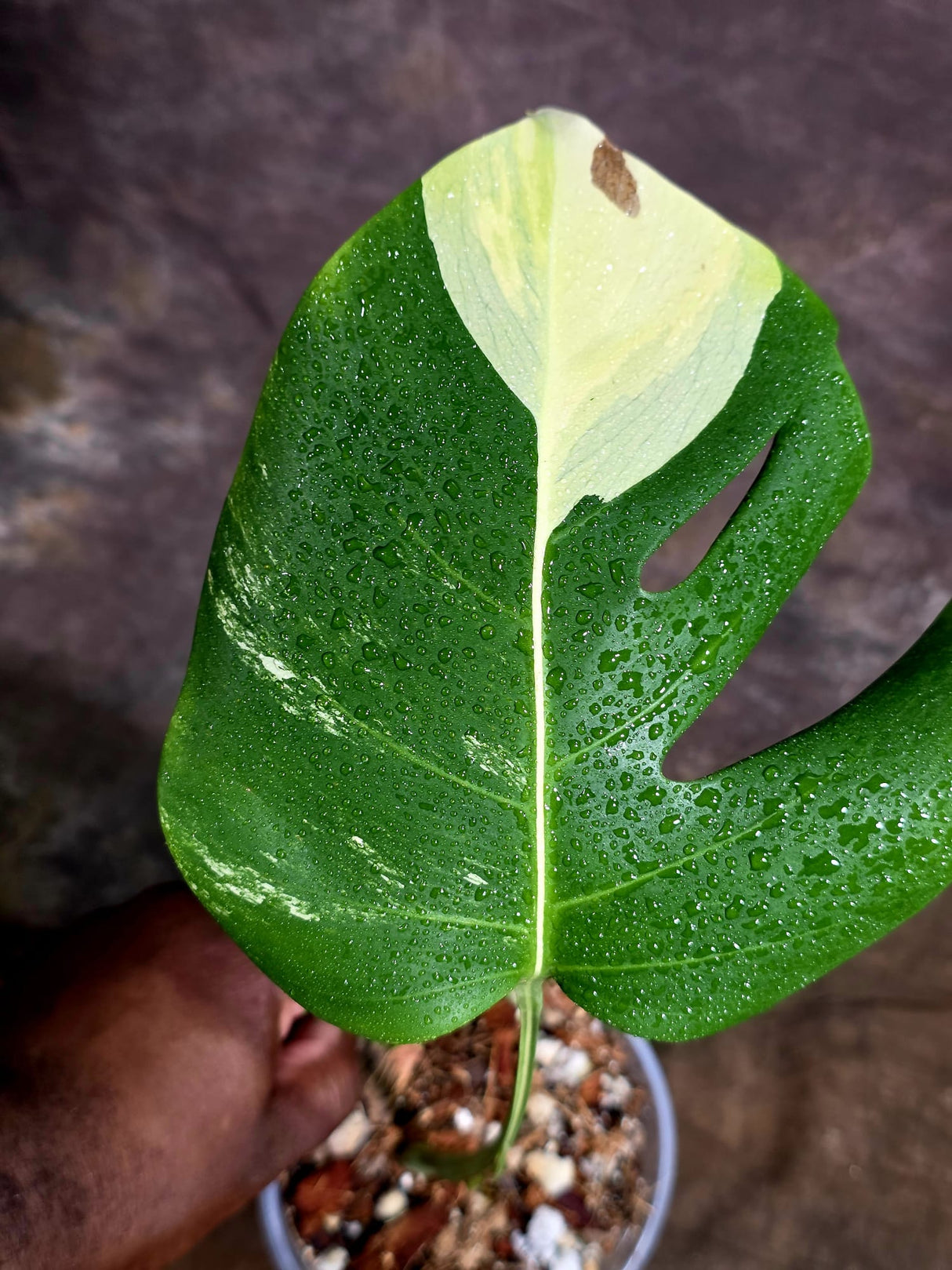 Monstera Borsigiana Aurea Variegated - Rare Exact Plant - (Aug-5-26)