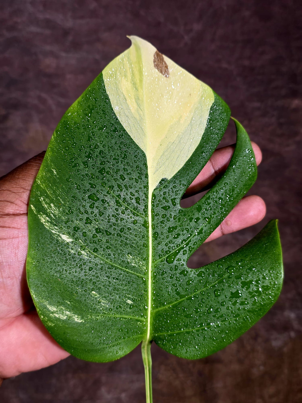 Monstera Borsigiana Aurea Variegated - Rare Exact Plant - (Aug-5-26)