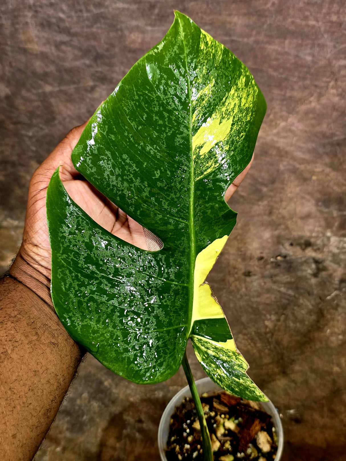 Monstera Borsigiana Aurea Variegated - Rare Exact Plant - (Aug-5-30)